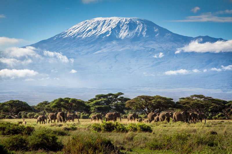Kilimanjaro có sự đa dạng sinh học khổng lồ trong khi lại có ít loài đặc hữu.
