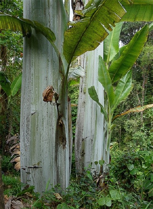 Chuối Musa Ingens