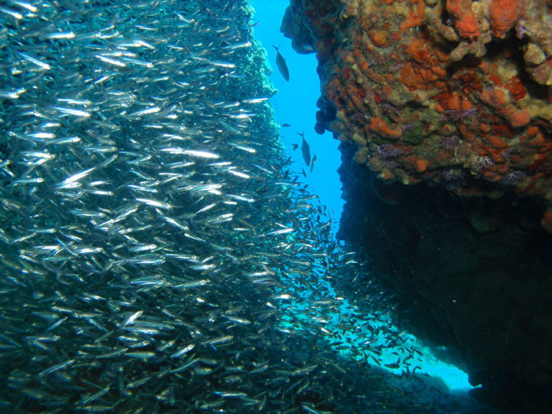 Đây là nơi sinh sống của hơn 350 loài cá và 16 loài san hô.