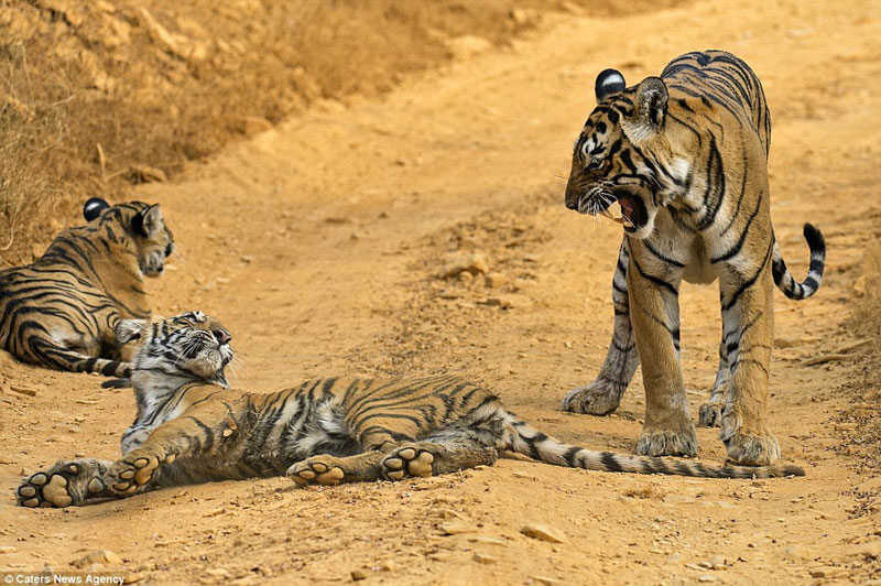 Ông dự tính ghi lại màn chỉ dạy con kỹ năng săn mồi của hổ mẹ.