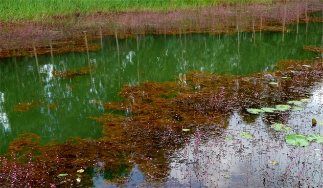 Hoa nhĩ cán nhuộm tím dòng kênh Đồng Tháp