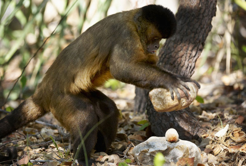Khỉ Cebus libidinosus dùng đá đập hạt cọ.