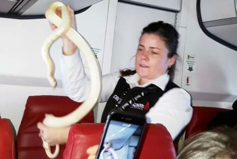 Nữ tiếp viên dũng cảm bắt con rắn. (Nguồn: AP).