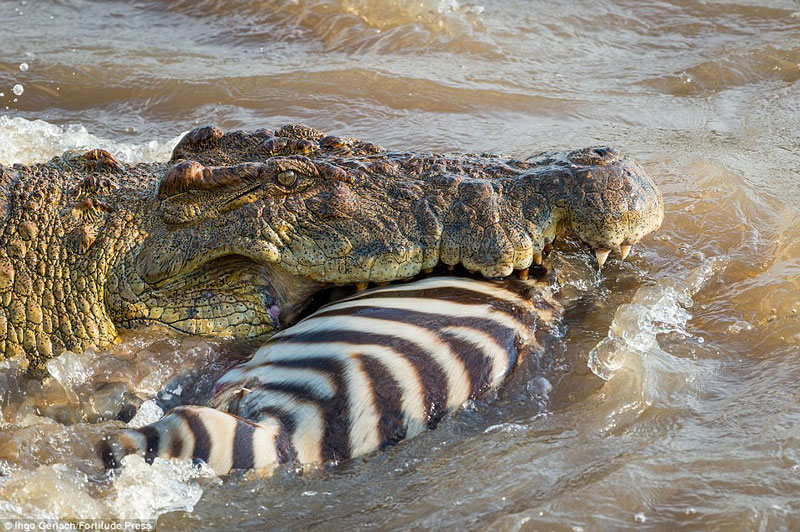 Cá sấu ăn thịt ngựa vằn.