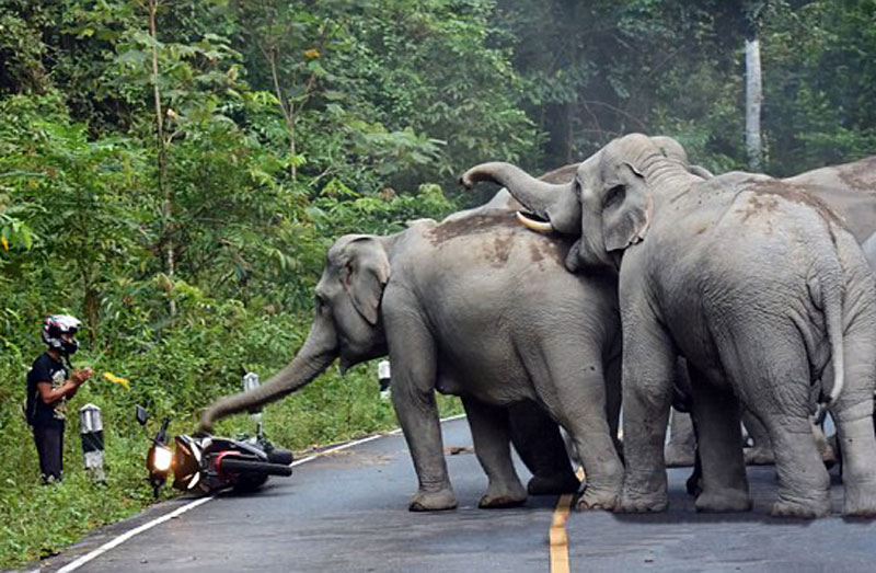 Bầy voi tấn công người đi xe gắn máy.