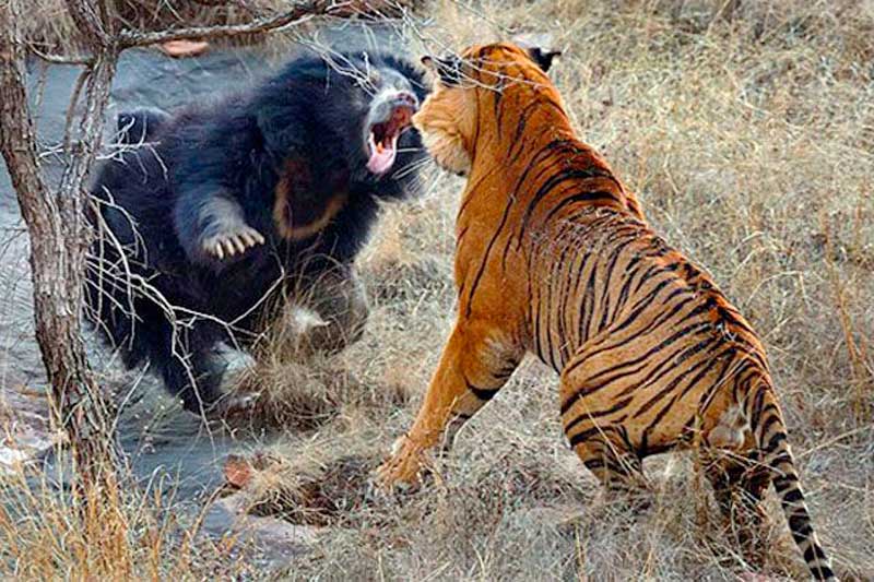 Hổ tấn công gấu đen.