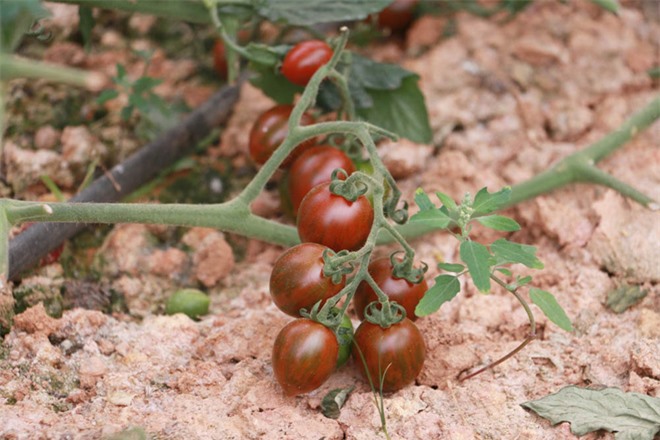 Vườn cà chua, dâu công nghệ cao trĩu quả ở Đà Lạt