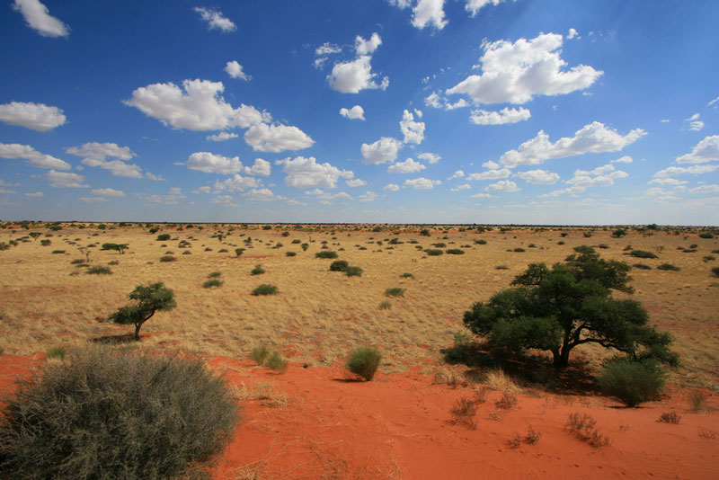 6. Sa mạc Kalahari - Angola, Botswana, Namibia và Nam Phi. Diện tích: 900.000 km2.