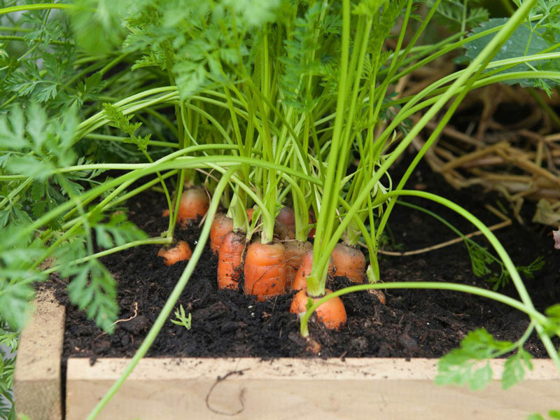 Thùng cà rốt sắp cho thu hoạch.