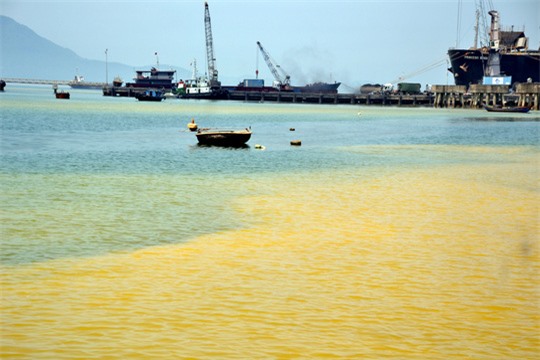 
Nước màu vàng trong khu vực cảng Chân Mây là do loài tảo gây ra
