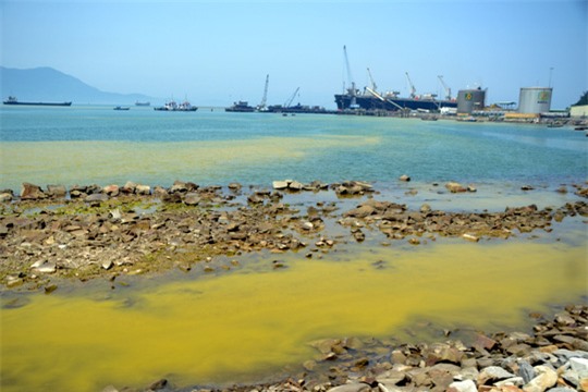 
Loài tảo xuất hiện với mật độ lớn khiến nước chuyển màu vàng
