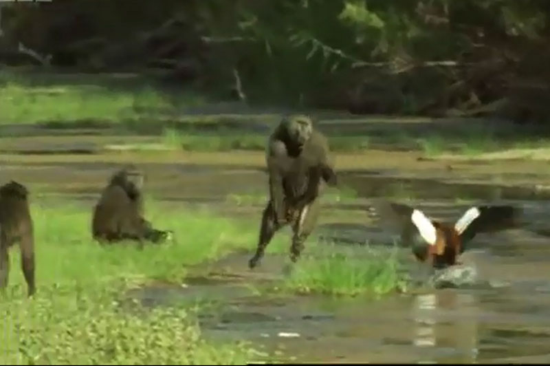 Ngỗng mẹ tấn công khỉ đầu chó bảo vệ con.