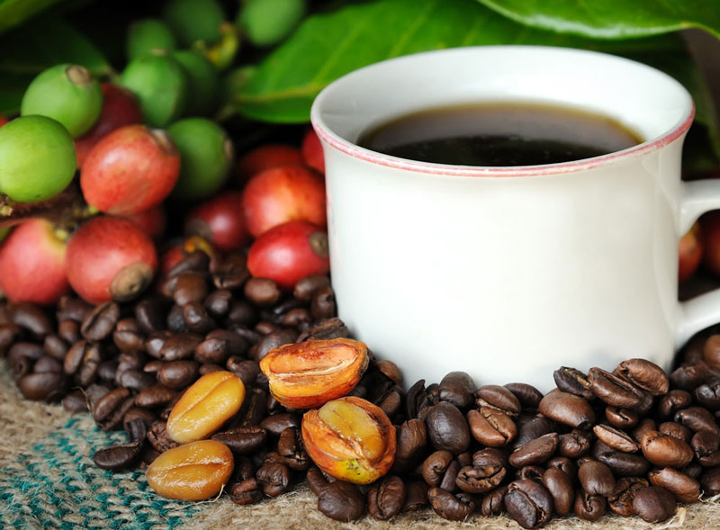 2. Cà phê Hawaii Kona. Là loại cà phê Arabica được trồng ở độ cao hơn 600m so với mực nước biển tại sườn dốc của núi Mauna Loa và Hualalai ở Hawaii, Mỹ. Loại cà phê này được biết đến với hương vị phong phú nhưng nhẹ nhàng và tinh tế.