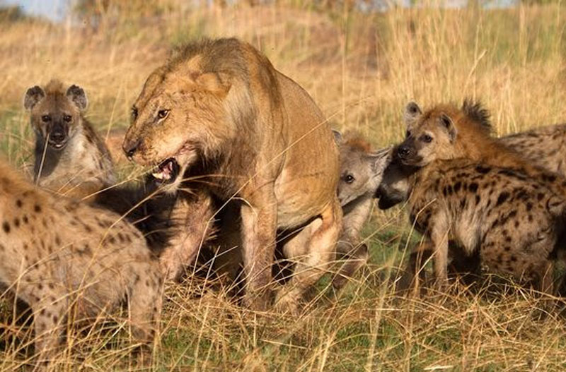 Sư tử đực bị đàn linh cẩu tấn công.