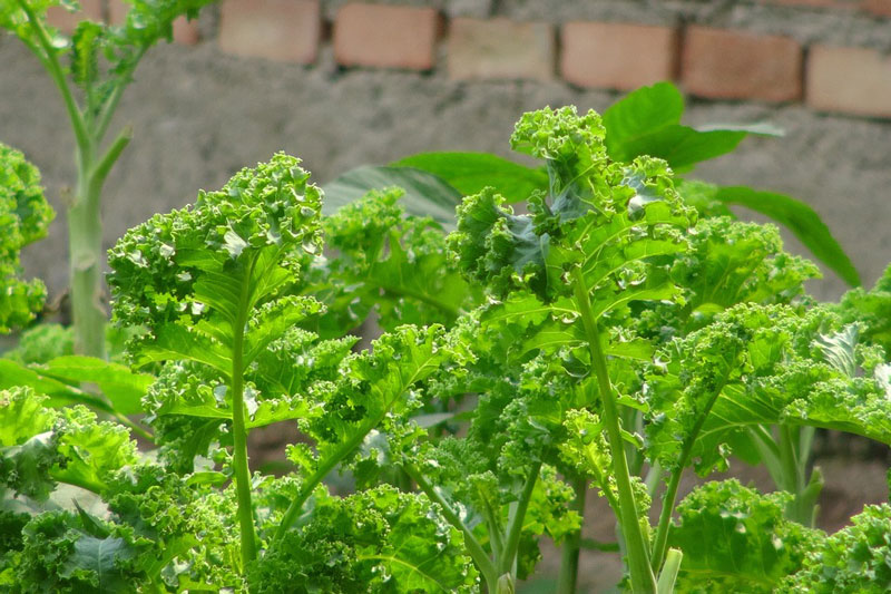 Cải xoăn Kale cho thu hoạch.