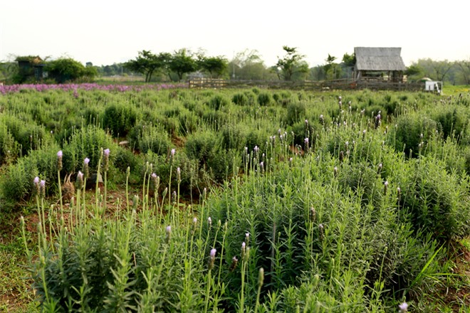 Vườn hoa oải hương 1.500 m2 đầu tiên ở Hà Nội