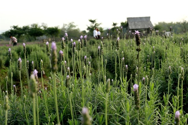Vườn hoa oải hương 1.500 m2 đầu tiên ở Hà Nội