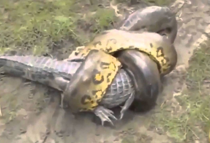 Trăn khổng lồ tử chiến với cá sấu.
