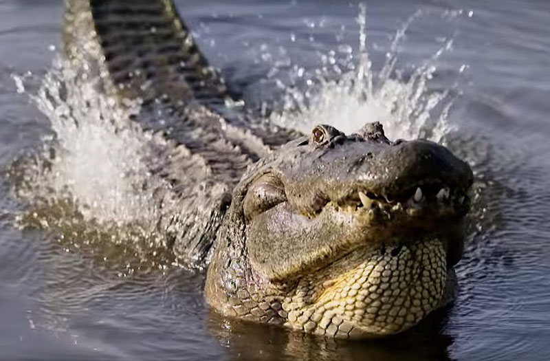 Cách tán tỉnh bạn tình của cá sấu Trung Mỹ đực.