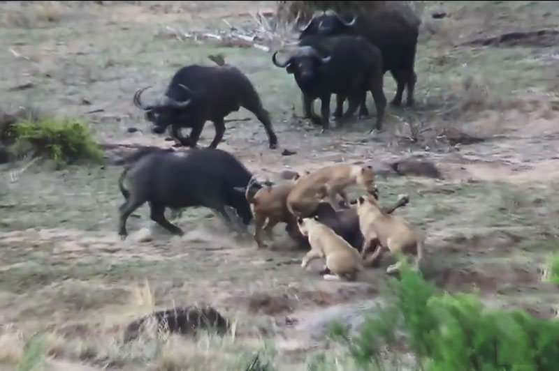 Trâu rừng tấn công sư tử để giải cứu đồng loại.
