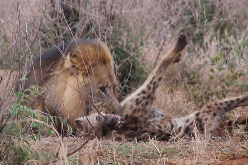 Sư tử đực giết chết linh cẩu.