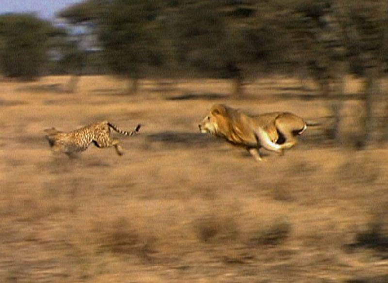 Báo săn mẹ lừa sư tử đuổi theo mình.
