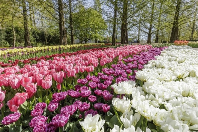 7 triệu bông tulip đồng loạt nở tại lễ hội Keukenhof