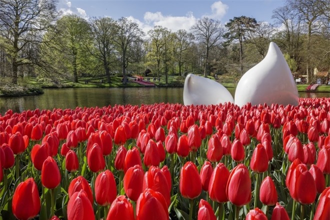 7 triệu bông tulip đồng loạt nở tại lễ hội Keukenhof