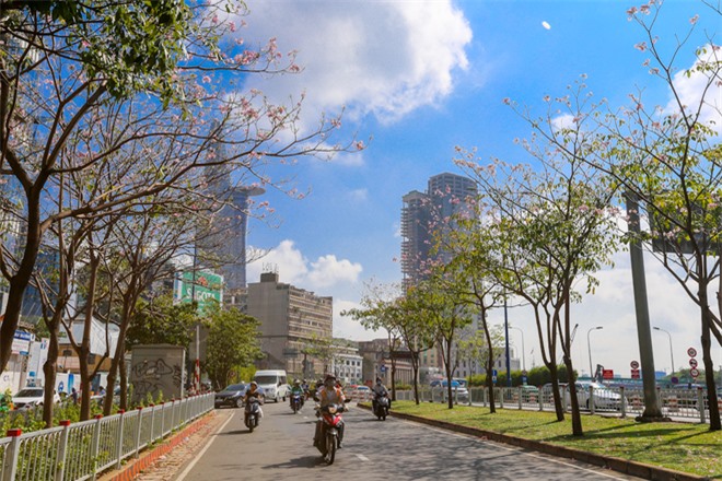 Hoa kèn hồng nở rực cả đoạn đường trung tâm Sài Gòn