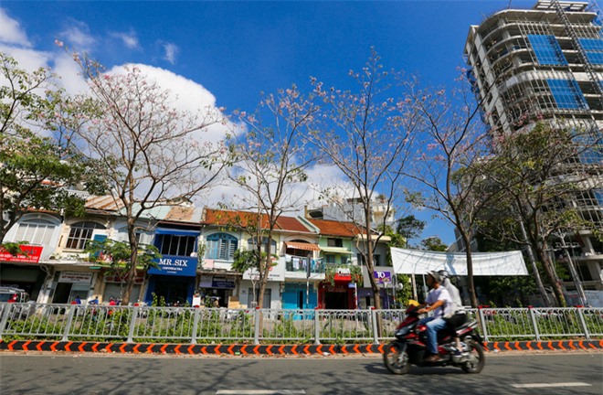 Hoa kèn hồng nở rực cả đoạn đường trung tâm Sài Gòn