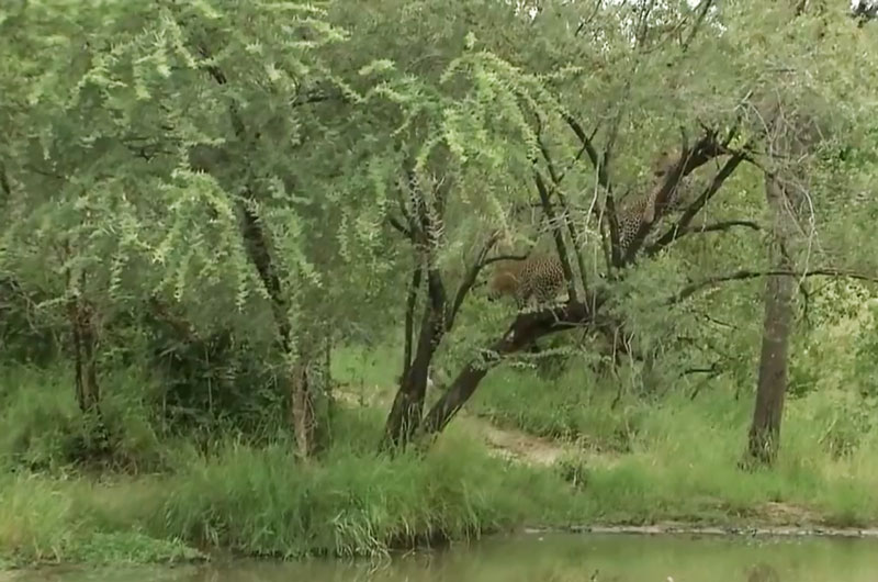2 con báo hoa mai leo lên cây để tránh đối đầu với đàn linh cẩu.