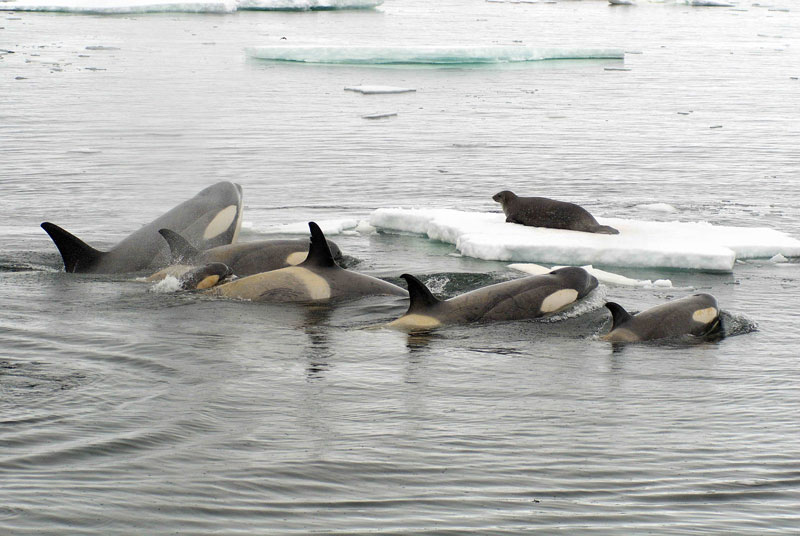 Bầy cá voi sát thủ vây bắt hải cẩu.