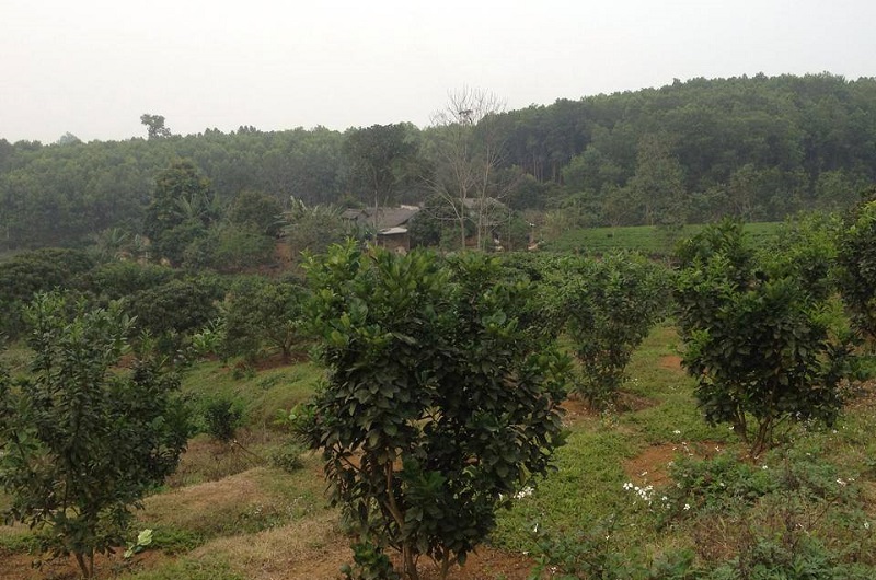 Vùng đất Đoan Hùng có đầy đủ các điều kiện để phát triển cây Bưởi Đoan Hùng.