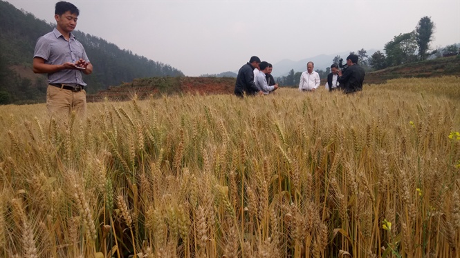 Ngoài giá trị kinh tế, lúa mì đang mở ra tiềm năng du lịch cảnh quan cho huyện Mù Cang Chải