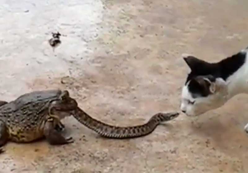 Mèo nhìn ếch nuốt rắn.