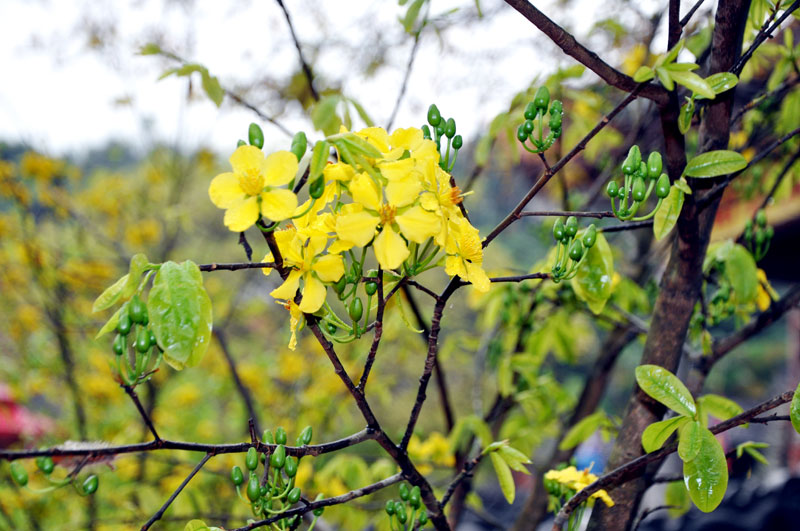 Thời kỳ cây rụng lá, ra mầm, ra nụ và nở hoa trùng vào những tháng lạnh giá. Ảnh: Dulichvn.