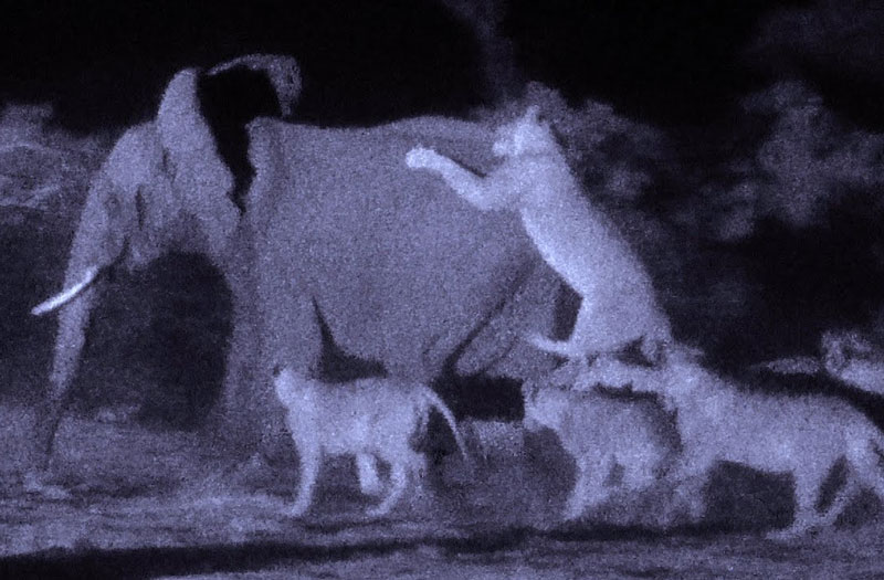 Bầy sư tử săn voi rừng trong đêm.