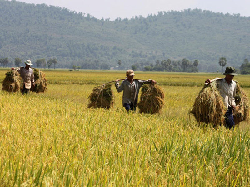 Đồng bào Khmer thu hoạch lúa Nàng Nhen. Ảnh: Nguyễn Huỳnh