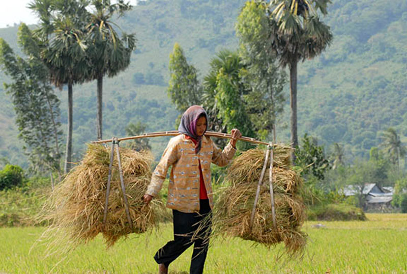 Người dân Khmer thu hoạch lúa nàng Nhen thơm.