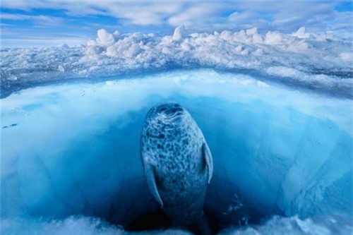 10 bức ảnh tuyệt vời về những vùng đất băng giá vĩnh cửu - 1