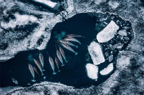 10 bức ảnh tuyệt vời về những vùng đất băng giá vĩnh cửu - 5