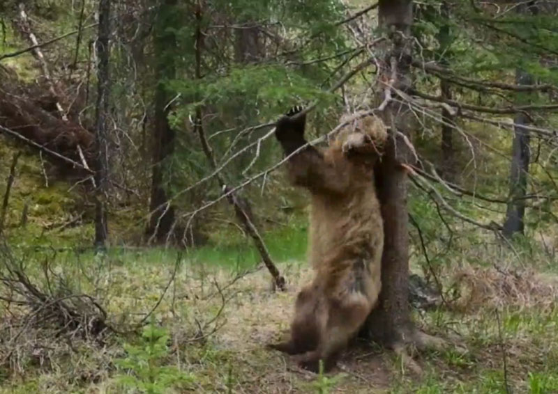 Gấu xám cọ mình vào thân cây để gãi ngứa.