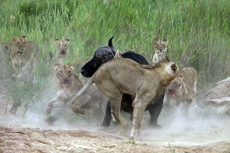Được biết, cảnh tượng trâu rừng húc thủng bụng sư tử đực này được du khách tình cờ ghi lại được khi đến tham quan vườn quốc gia Kruger ở Nam Phi.