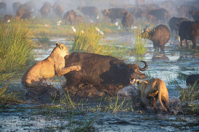 Theo tờ The Sun, cảnh tượng sư tử bị trâu rừng húc cho “lên bờ xuống ruộng” này được các du khách tình cơ ghi lại được khi đang tham quan đồng bằng Okavango ở Botswana.