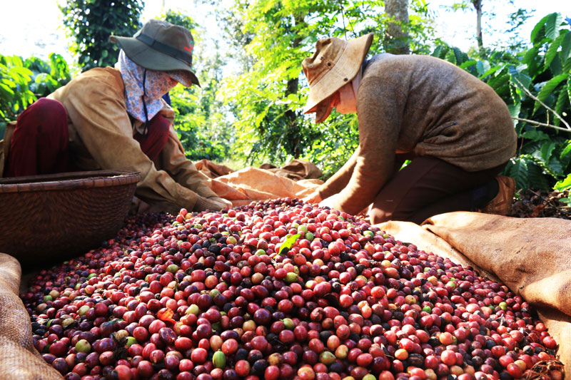 Người dân Đak Lak thu hoạch cà phê. Baotainguyenmoitruong.