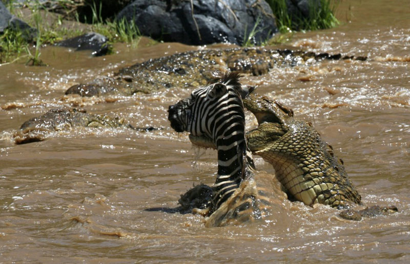 Cá sấu sông Nile săn ngựa vằn. Ảnh minh họa.