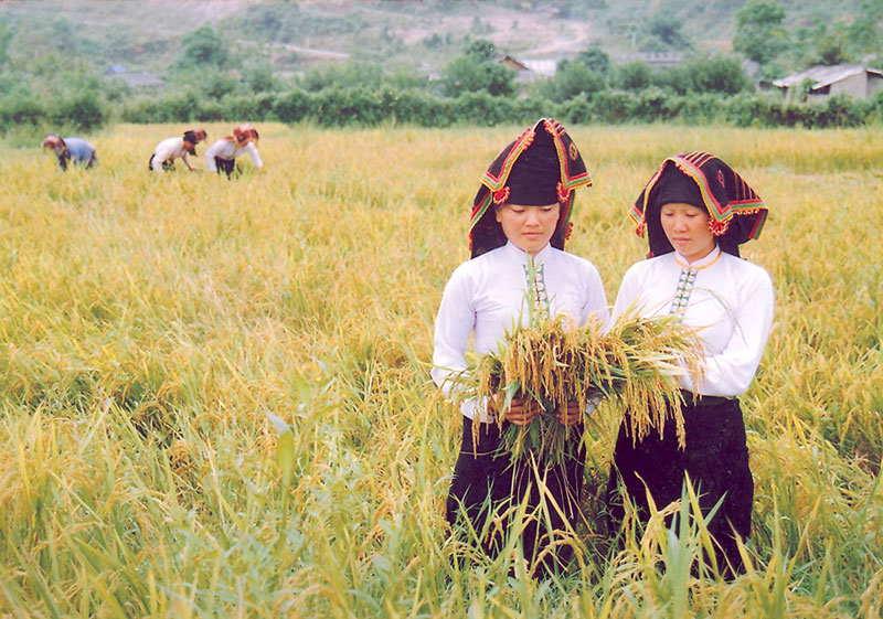 Hai giống lúa IR64 và Bắc thơm số 7, được Công ty giống nông nghiệp Điện Biên khảo nghiệm, phát triển nay đã trở thành hai giống lúa chính đưa vào sản xuất lúa gạo và trở thành thương hiệu lúa gạo Điện Biên chất lượng cao. Ảnh: Tuyengiao.