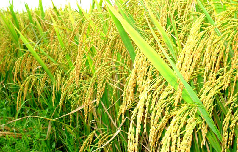Lúa được trồng tại tỉnh Điện Biên. Ảnh minh họa (Nguồn: Thuonghieuvietnoitieng).