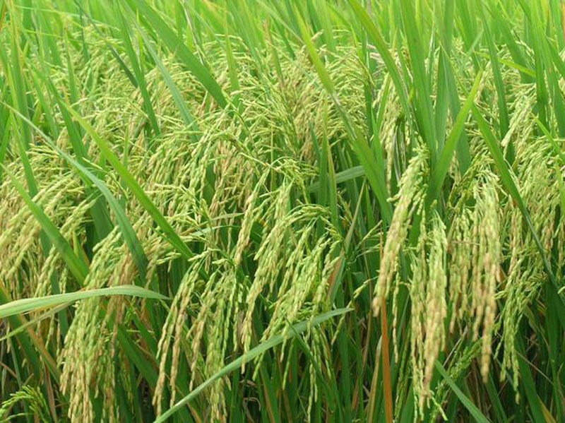 Ngoài giống, chăm sóc thì yếu tố đất đai ảnh hưởng rất lớn tới chất lượng gạo. Ảnh: Dacsantaybac.