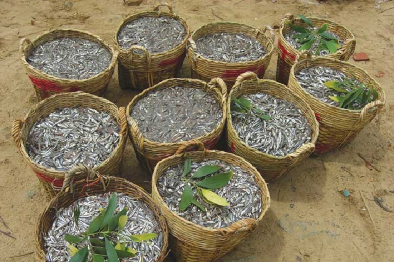 Cá cơm được đánh bắt từ biển về làm nguyên liệu sản xuất nước mắm. Ảnh: Doanh Nhân Sài Gòn.